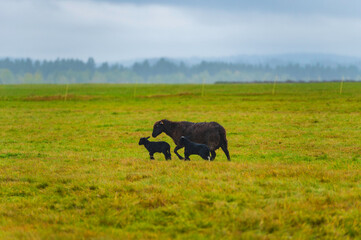 Wrzosówka – Samotna Matka Owca z Czarnymi Jagniętami na Mglistej Łące w Polsce