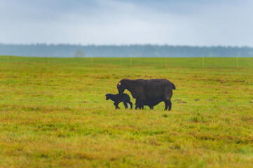 Wrzosówka – Samotna Matka Owca z Czarnymi Jagniętami na Mglistej Łące w Polsce
