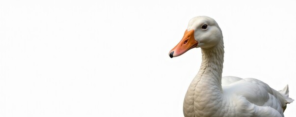 Obraz premium Close-up of a comical goose and duck White background , face, waterfowl