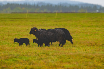 Wrzosówka – Samotna Matka Owca z Czarnymi Jagniętami na Mglistej Łące w Polsce © smoku7979