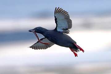 Black guillemot flying for food on the cliffs of northern Iceland on a foggy day
