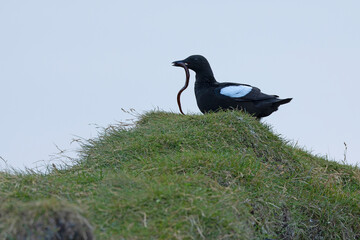 Black guillemot on a cliff in western Iceland on a cloudy summer day with light rain