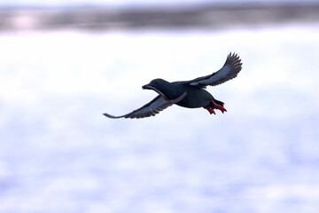 Black guillemot flying for food on the cliffs of northern Iceland on a foggy day