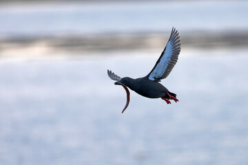 Black guillemot flying for food on the cliffs of northern Iceland on a foggy day