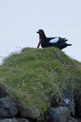 Black guillemot on a cliff in western Iceland on a cloudy summer day with light rain