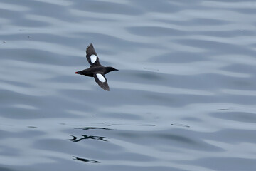 Black guillemot flying for food on the cliffs of northern Iceland on a foggy day