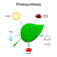 Photosynthesis process in plant leaf