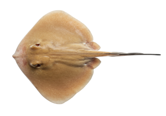 Isolated ray fish on neutral, light background—bottom view of marine animal with its long tail