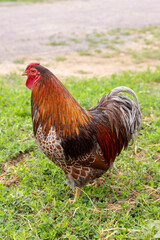 Rooster standing in green grass at a farm