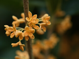 10月に咲いた可憐なキンモクセイの花