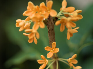 10月に咲いた可憐なキンモクセイの花