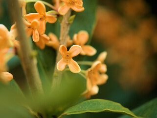 10月に咲いた可憐なキンモクセイの花
