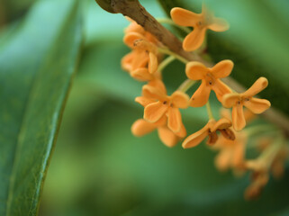10月に咲いた可憐なキンモクセイの花