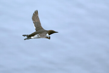 Common Murre flying in search of food on the cliffs of northern Iceland in the North Atlantic on a foggy day