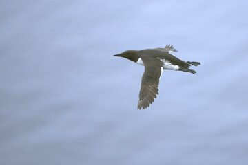 Common Murre flying in search of food on the cliffs of northern Iceland in the North Atlantic on a foggy day