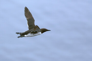Common Murre flying in search of food on the cliffs of northern Iceland in the North Atlantic on a foggy day