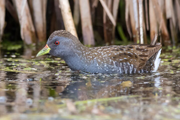 Baillon's Crake Standing Alert in Shallow Water