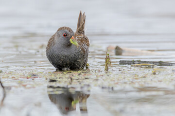 Baillon's Crake Foraging in Shallow Wetland Water