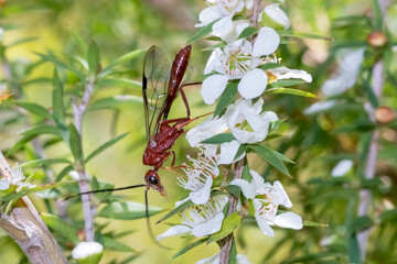Australian Emperor dragonfly resting on green foliage