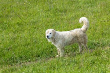 White dog standing in green grass field Velky Lipnik