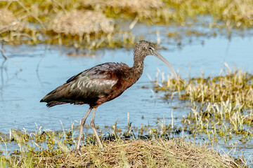 Glossy Ibis Foraging Along the Wetland Edge