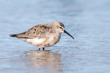 Curlew Sandpiper Resting Peacefully in Shallow Blue Water
