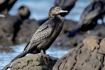 Little Black Cormorant Perched on Rock Beside Water