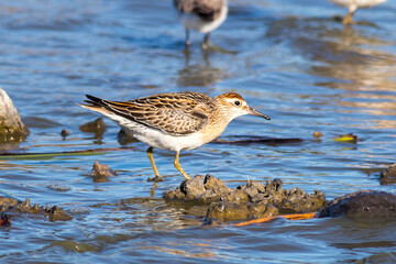 Sharp-tailed Sandpiper Standing on Mud Mound in Shallow Water