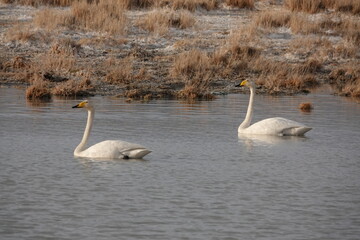 Whooping swans on a lake near the village of Kosh-Agach, Altai Republic, Western Siberia, Russia