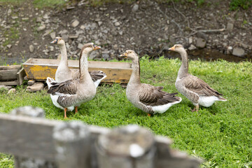 Four geese standing on green grass in Osturna, Slovakia