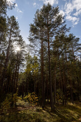 tall trees in a mixed forest in the autumn , changes in nature during the autumn season in a forest with old and tall pines and deciduous trees