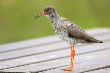 Common Redshank in an Icelandic wetland on a cloudy summer day