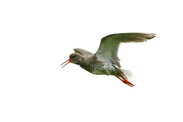 Common Redshank flying on a foggy day in a coastal wetland in Iceland in summer