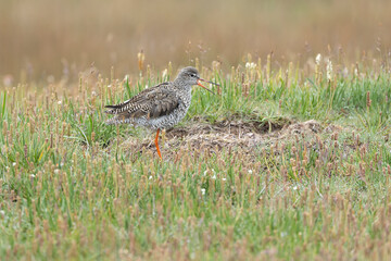Common Redshank in an Icelandic wetland on a cloudy summer day