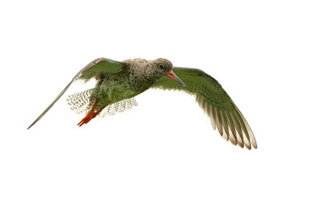 Common Redshank flying on a foggy day in a coastal wetland in Iceland in summer