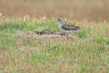 Common Redshank in an Icelandic wetland on a cloudy summer day