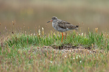 Common Redshank in an Icelandic wetland on a cloudy summer day