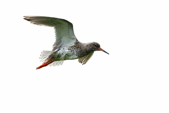 Common Redshank flying on a foggy day in a coastal wetland in Iceland in summer