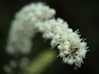 10月に咲いた小さくて繊細なサラシナショウマの白い花