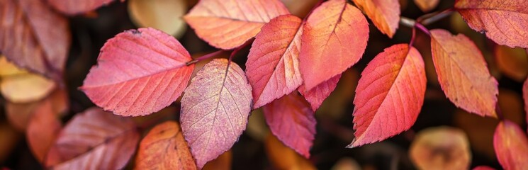 Vibrant Autumn Leaves in Shades of Red and Orange on a Forest Floor