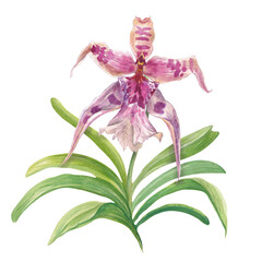 Naklejka premium Watercolor illustration of a purple orchid flower with green leaves, hand-painted in realistic botanical style. Perfect for floral prints, packaging, textiles, cards, and natural design projects
