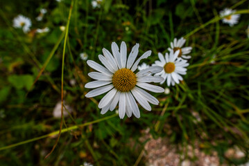 Fototapeta premium 2024 07 28 Asiago Daisy 1