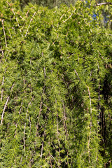 green needles of larch in the spring season, new needles on European larch in sunny weather on a warm spring day