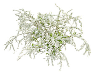 ユキヤナギ　3月の花の咲いた姿