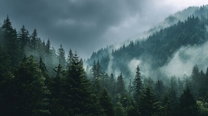 Serene Misty Forest Landscape Surrounded by Majestic Pine Trees and Hazy Mountains under Dramatic Cloudy Sky, Perfect for Nature and Travel Themes