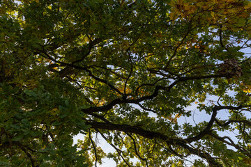 Obraz premium oak foliage before the fall of leaves, one oak in autumn, part of the foliage of which began to change color to yellow and orange