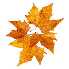 Autumn Leaf: An arrangement of vibrant autumn leaves, their golden hues and intricate textures are a testament to the beauty of seasonal change.