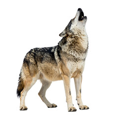 Solitary Serenade: A lone wolf, bathed in the moon's silvery glow, lifts its head skyward in a poignant howl, a symbol of primal wilderness and the raw power of nature.