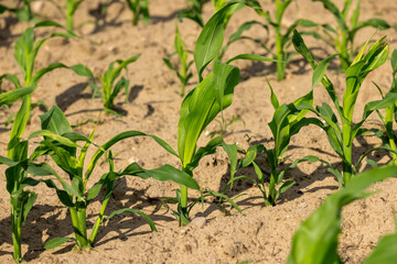 agricultural field with green corn sprouts in the summer, monocultural corn field for animal feed