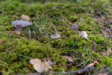 forest with mushrooms and yellowing foliage of trees, wildlife with plants, shrubs and mushrooms in the autumn season